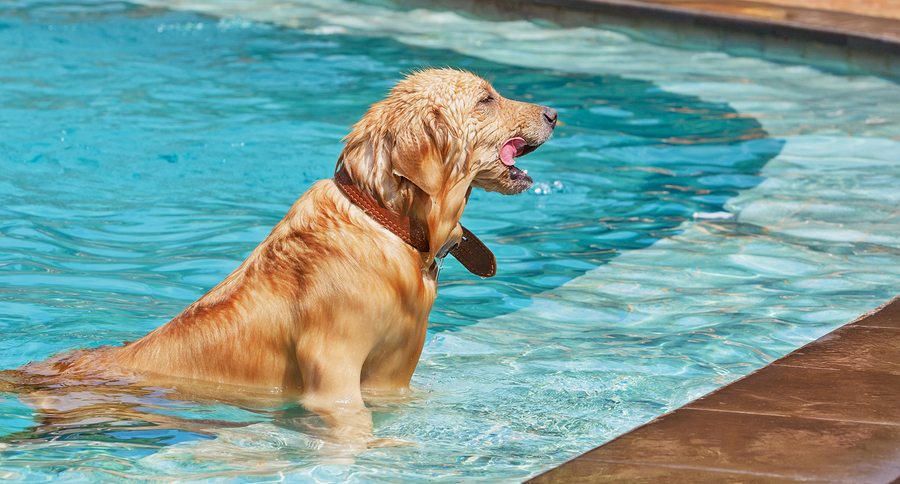 Golden Retriever Swimming In The Pool