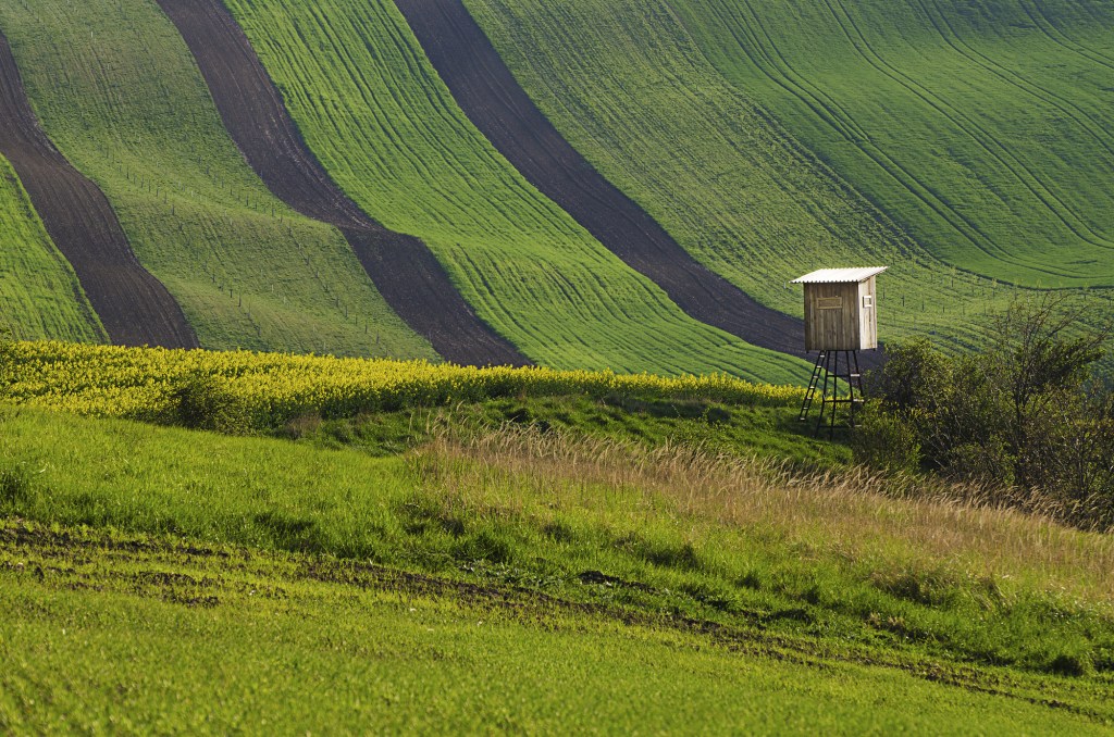 Rural landscape with fields, waves and wooden hunting shack , South Moravia, Czech Republic