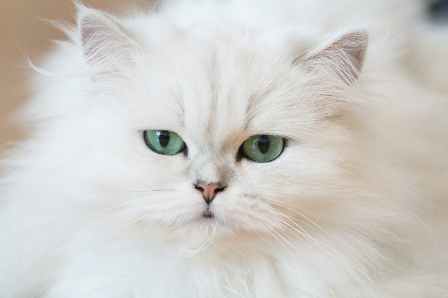 Persian Cat