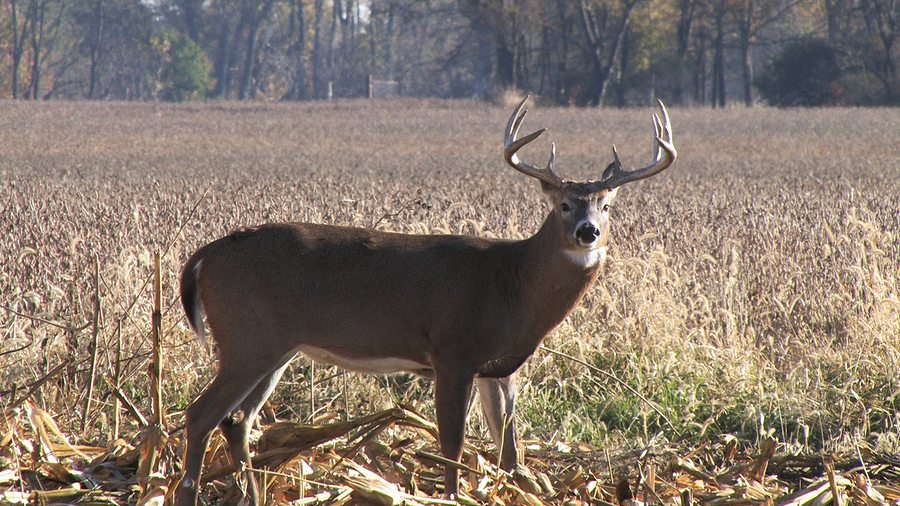 Whitetail buck standing broadside in picked corn field. ** Note: Slight blurriness, best at smaller sizes