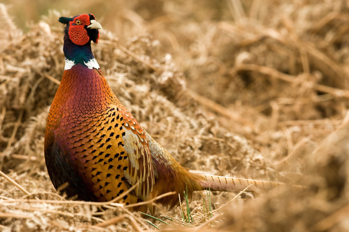 Non-Native