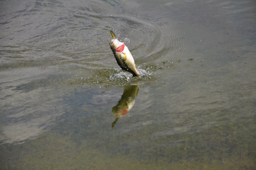 How to Fish for Pond Bass with These 6 Tips