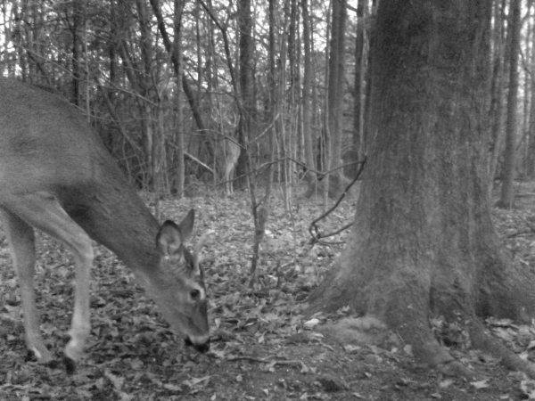 Hidden deer 1