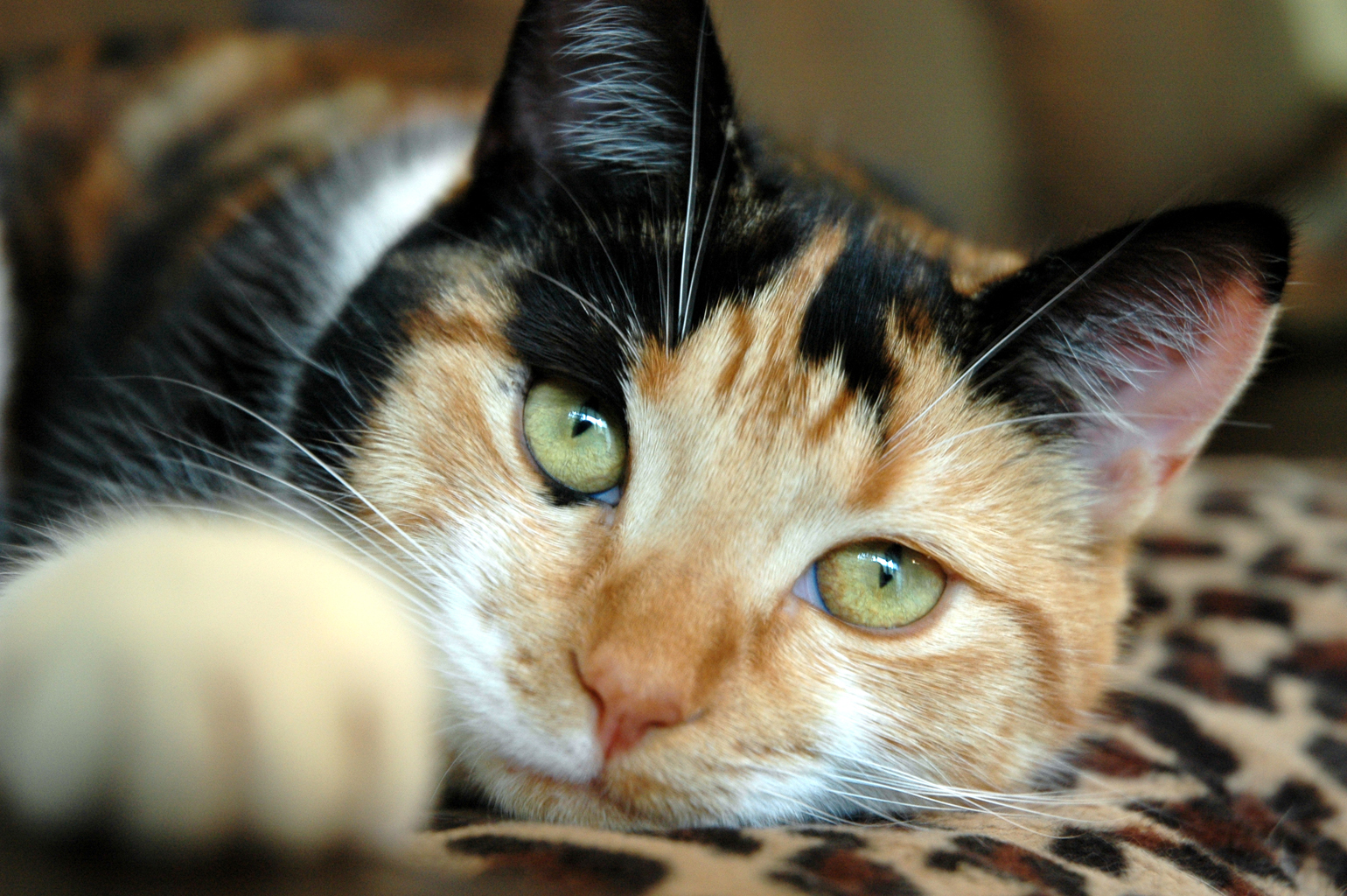 Calico Cat