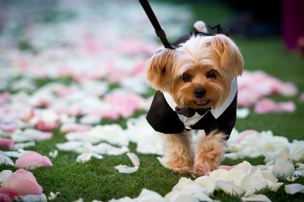 dogs_in_wedding_23jpg