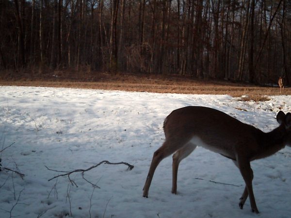 deer hiding