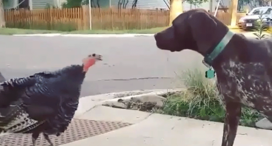 well trained your hunting dog should be