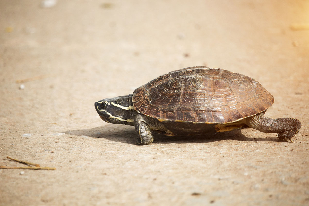 turtle crossing the road