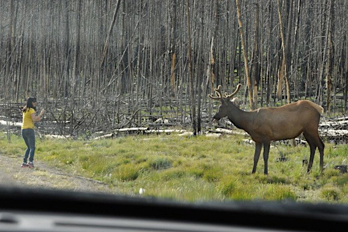 Yellowstone