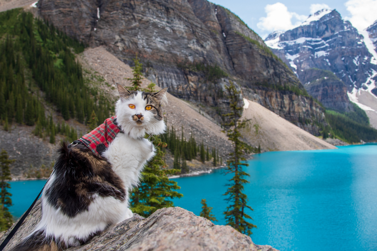 Want an Adventure Cat? 4 Essentials to Successfully Travel With Your Kitty