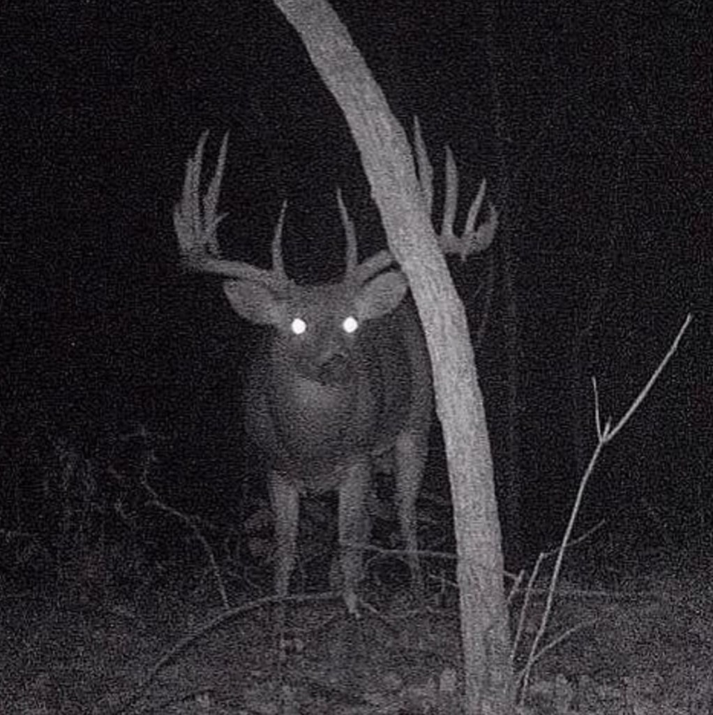 Huge-trail-cam-buck