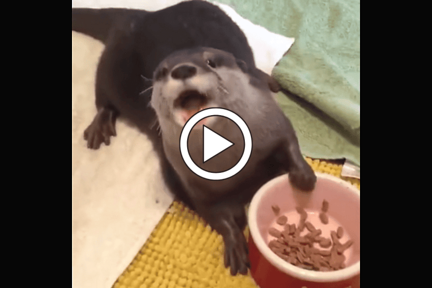 Pet Otter Eats His Snack Like The Happiest Guy Ever