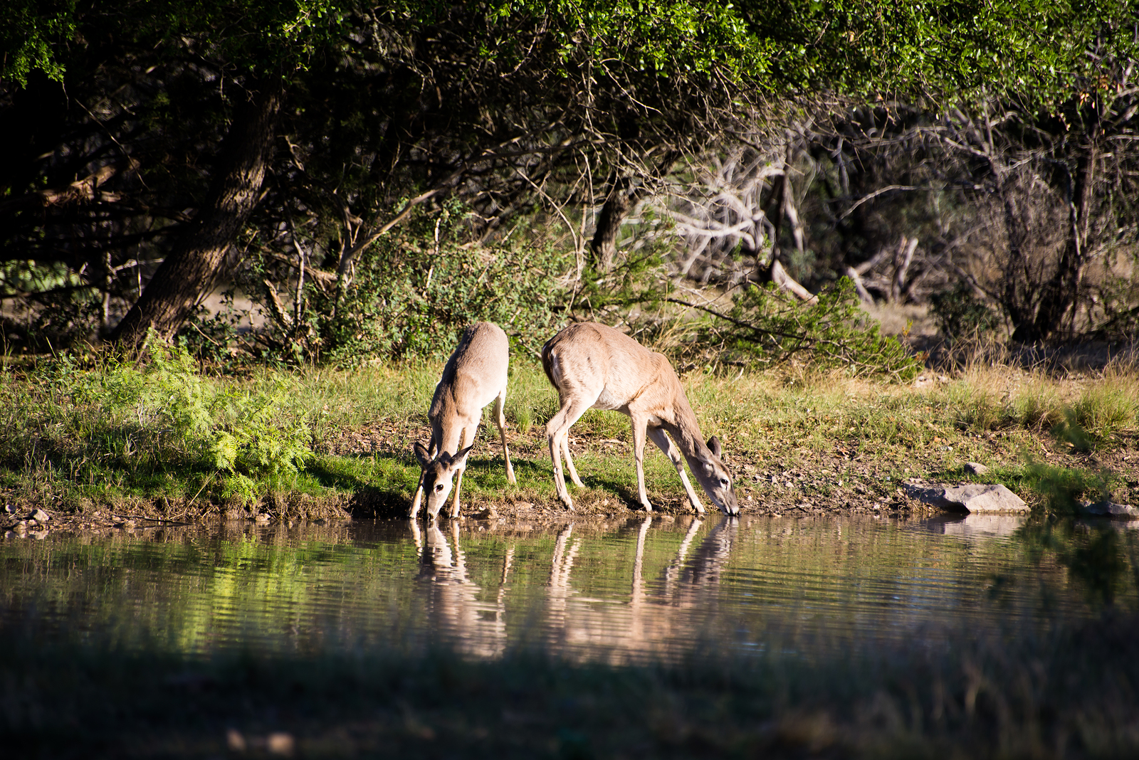 Whitetail Report