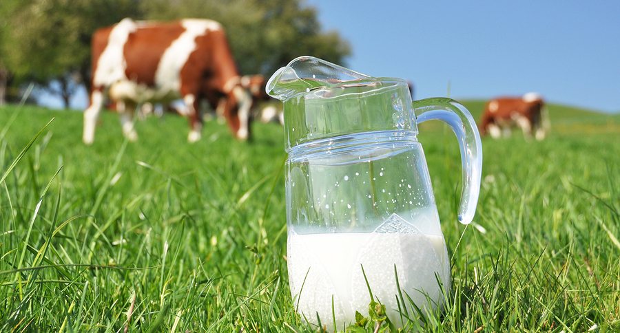 Jug of milk against herd of cows. Emmental region, Switzerland