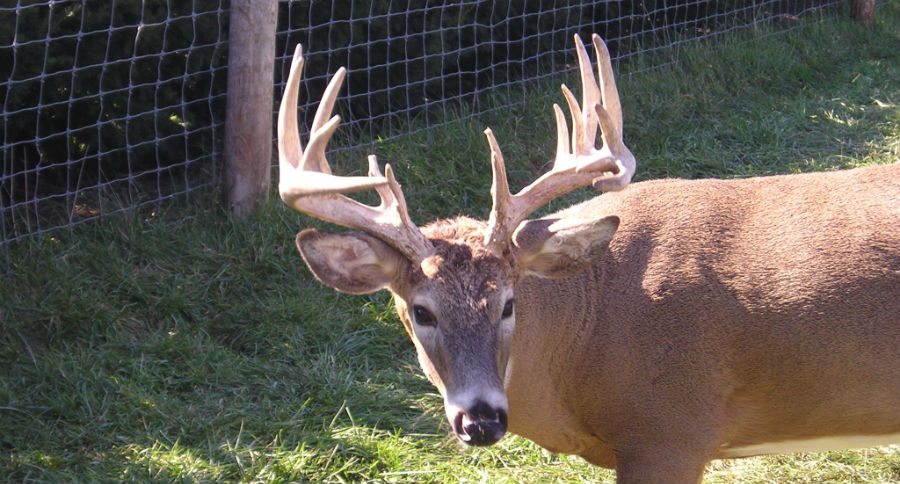 cwd