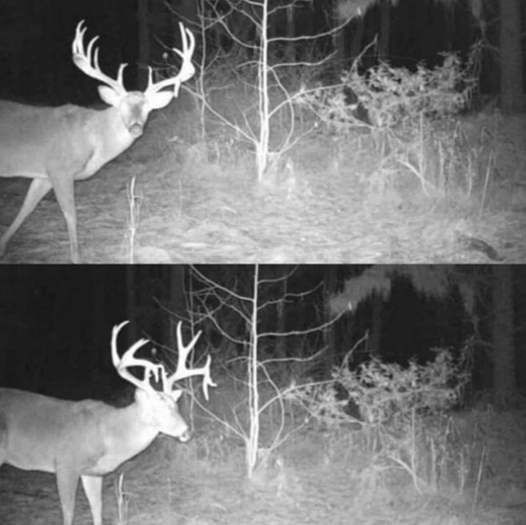 droptine-buck-trail-cam