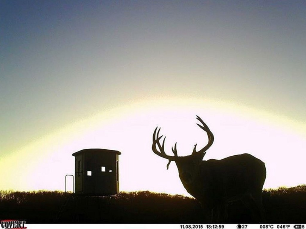 giant buck trailcam