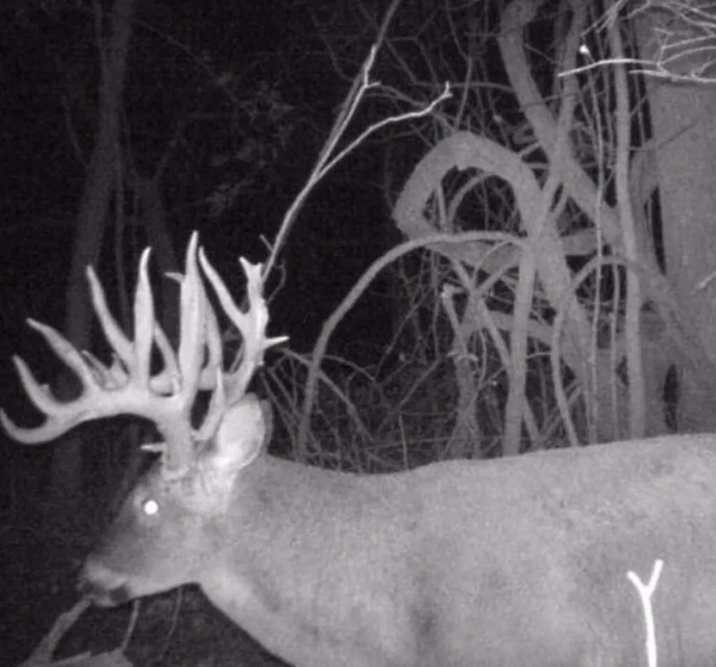 non-typical-whitetail-buck-trail-cam