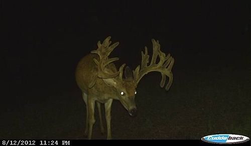trail cam biggest buck 2012(1)