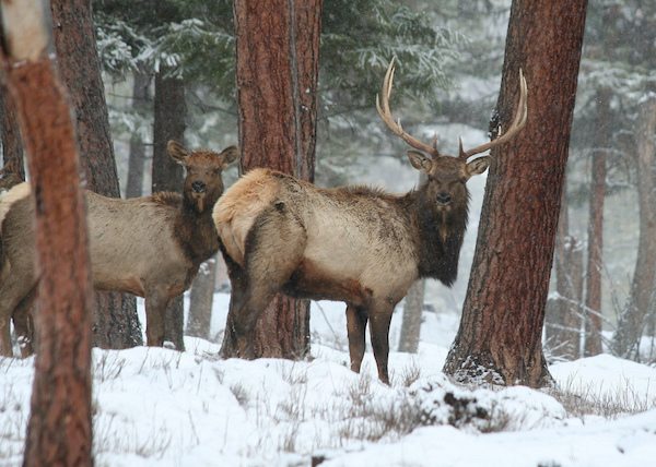 Oregon Department of Fish and Wildlife