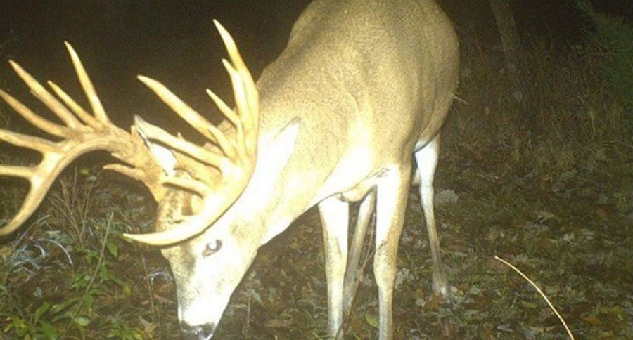 trail cam