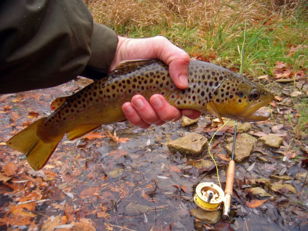 Brown trout