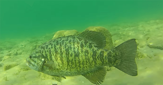 Sight-Fishing-Smallmouth-Bass-Fishing-Action