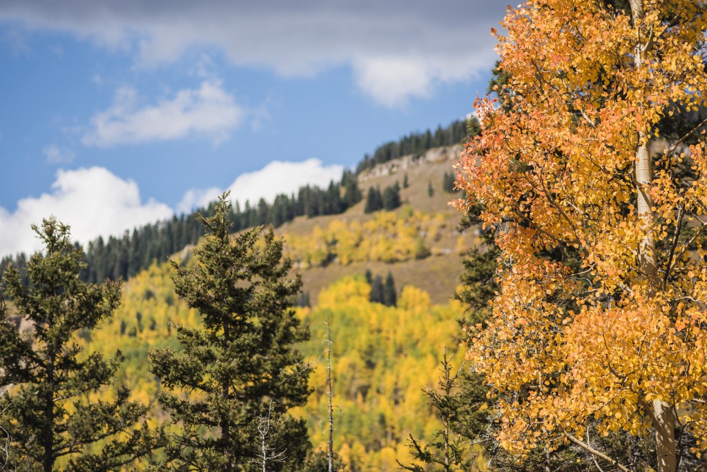 Golden Aspen Forest in the San Juan Mountains in Colorado