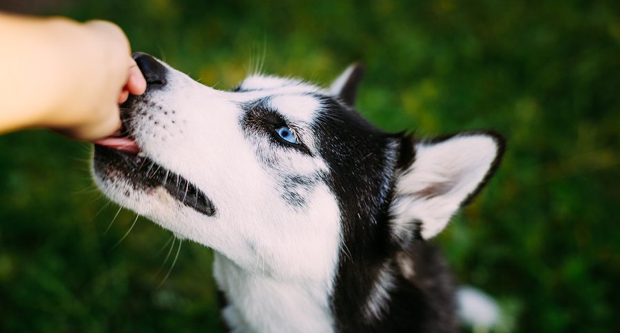 Girl Feeding Young Husky Eskimo Dog. Close Up Head. Summer Season