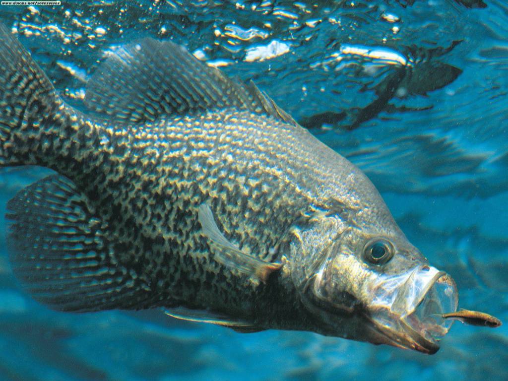 crappie-709361