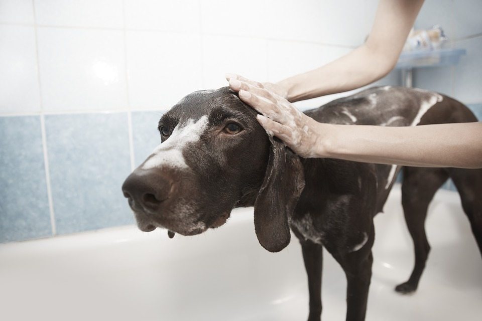 Dog Getting A Bath