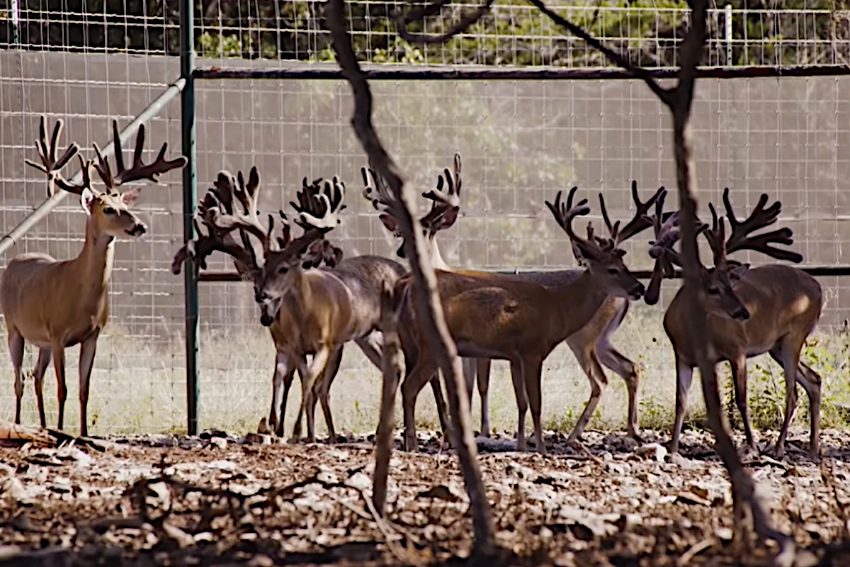 High Fences