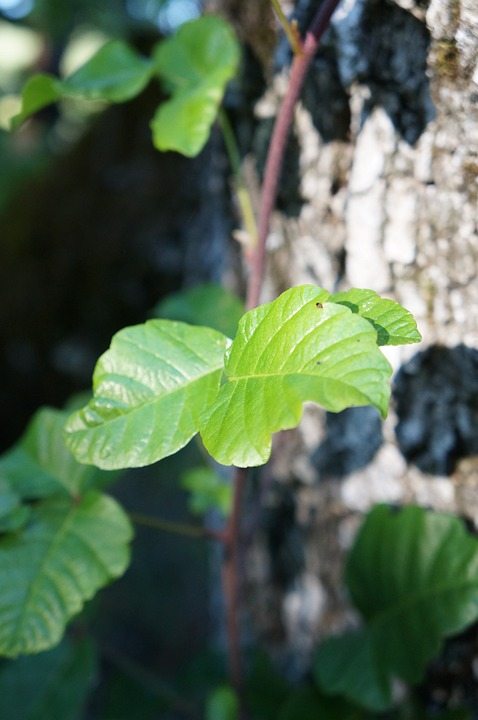 Poison Oak