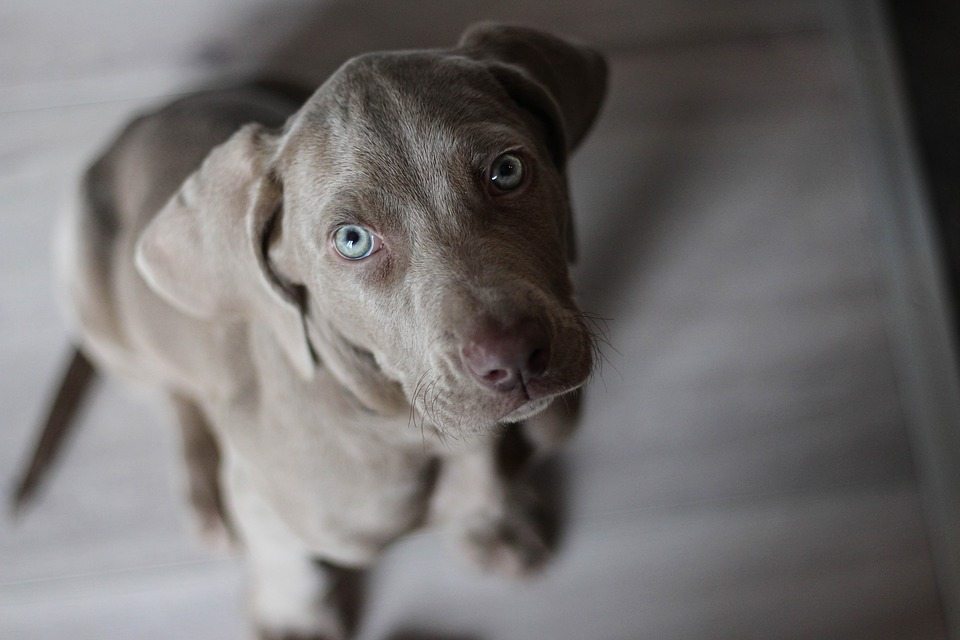 Weimaraner Dog