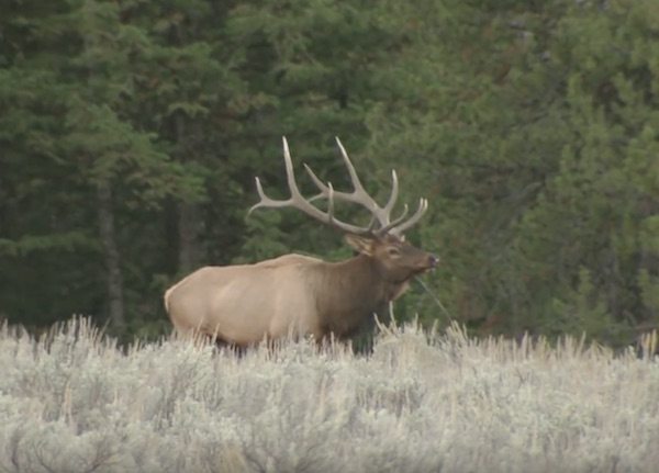 Wyoming Game and Fish Department