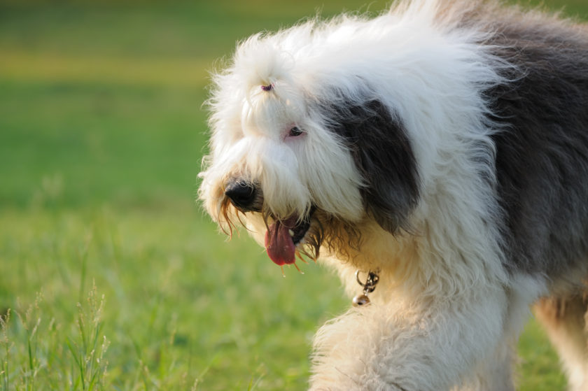 English Sheepdog