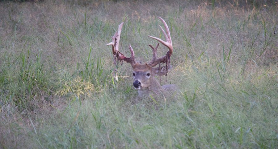 early season miss