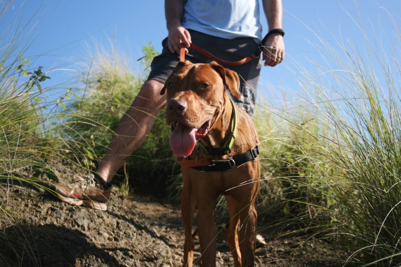 hiking with your dog