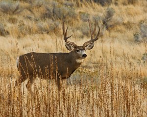 Ideal Texas hunting season