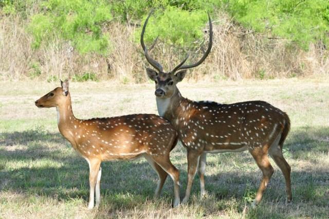 Texas hunting season