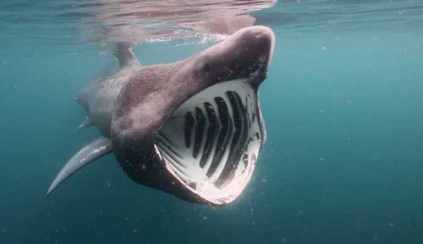 basking shark