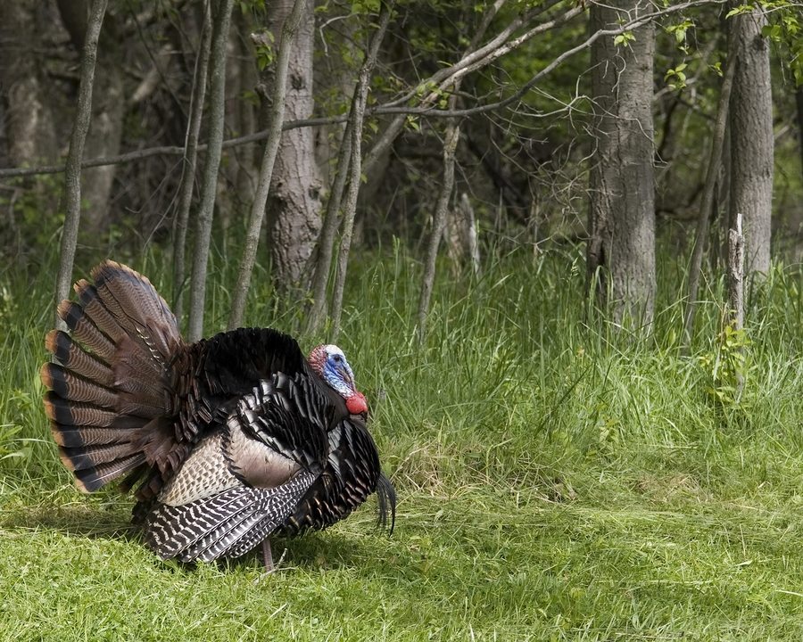 Wild male turkey strutting in the spring.