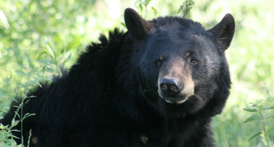 do bears poop when they are hibernating