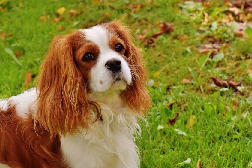 King Charles Spaniel