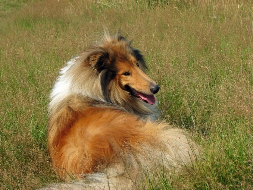 Collie