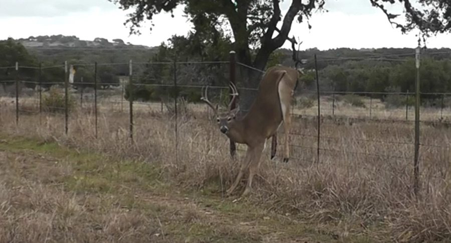 deer caught on barbed wire