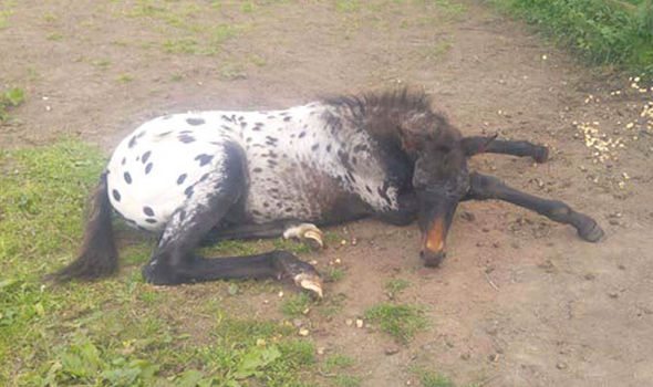 Foal Treats 