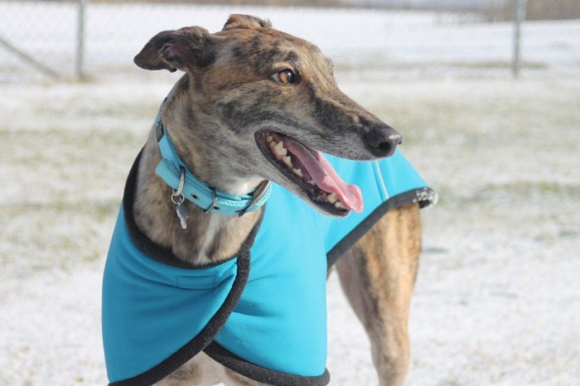 Greyhound wearing a jacket.