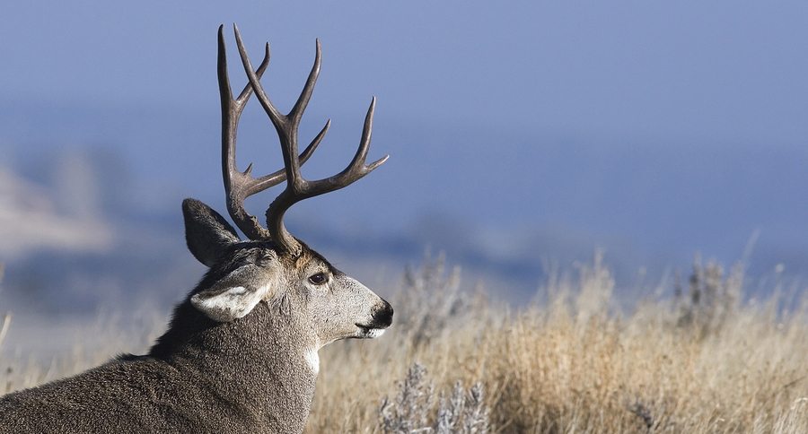 mule deer