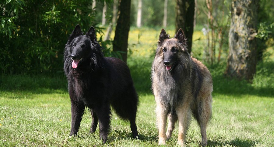 Tervuren colors fawn & deals black